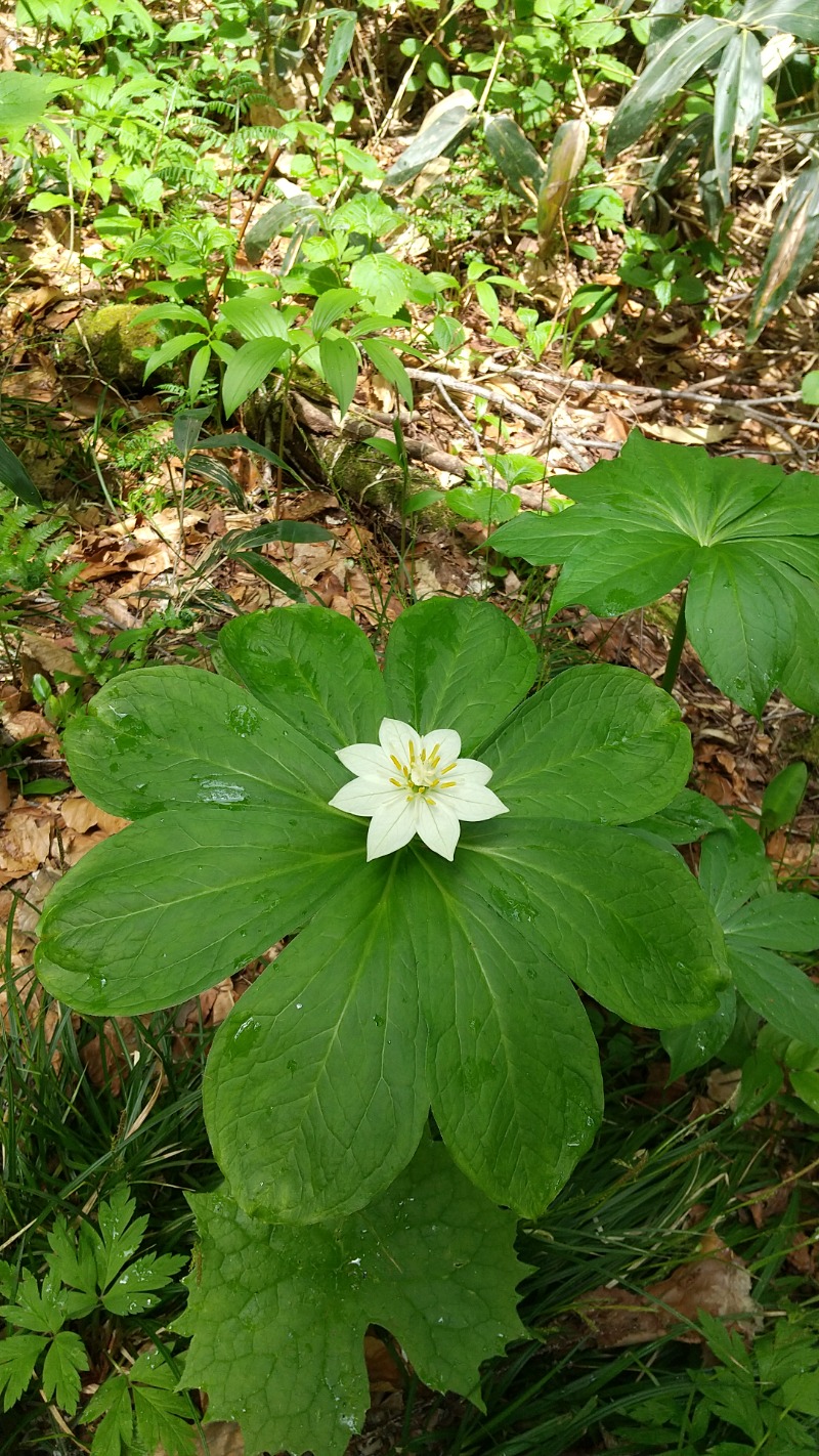 きょらねっせさんの新玉川温泉のサ活写真