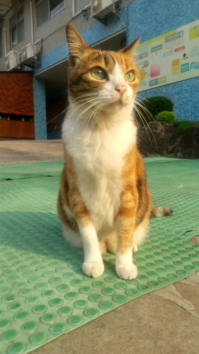 いせっち🦁霸氣稱王さんの安通温泉飯店のサ活写真