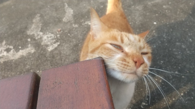 いせっち🦁霸氣稱王さんの安通温泉飯店のサ活写真