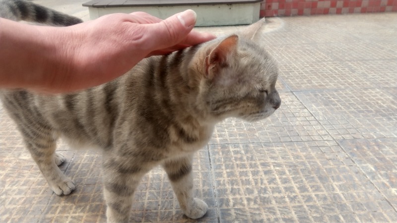 いせっち🦁霸氣稱王さんの安通温泉飯店のサ活写真