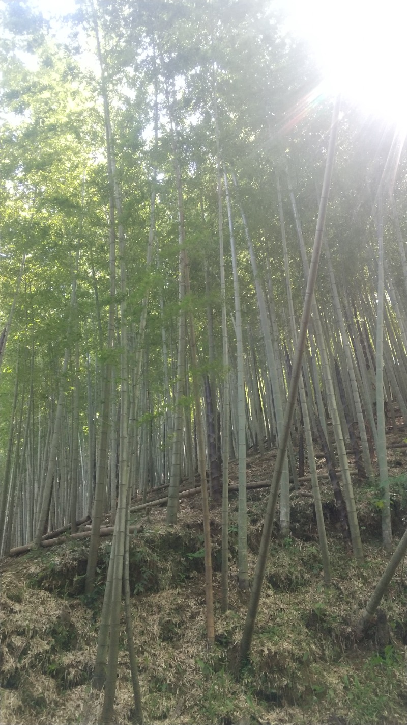 hiromi(葛西橋サウナクラブ事務局)さんの滝見苑けんこう村 ごりやくの湯のサ活写真