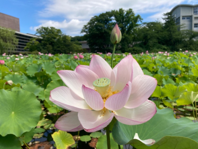 Senka Senruiさんのルートイングランティア秋田SPA RESORT(スーパー健康ランド 華の湯)のサ活写真