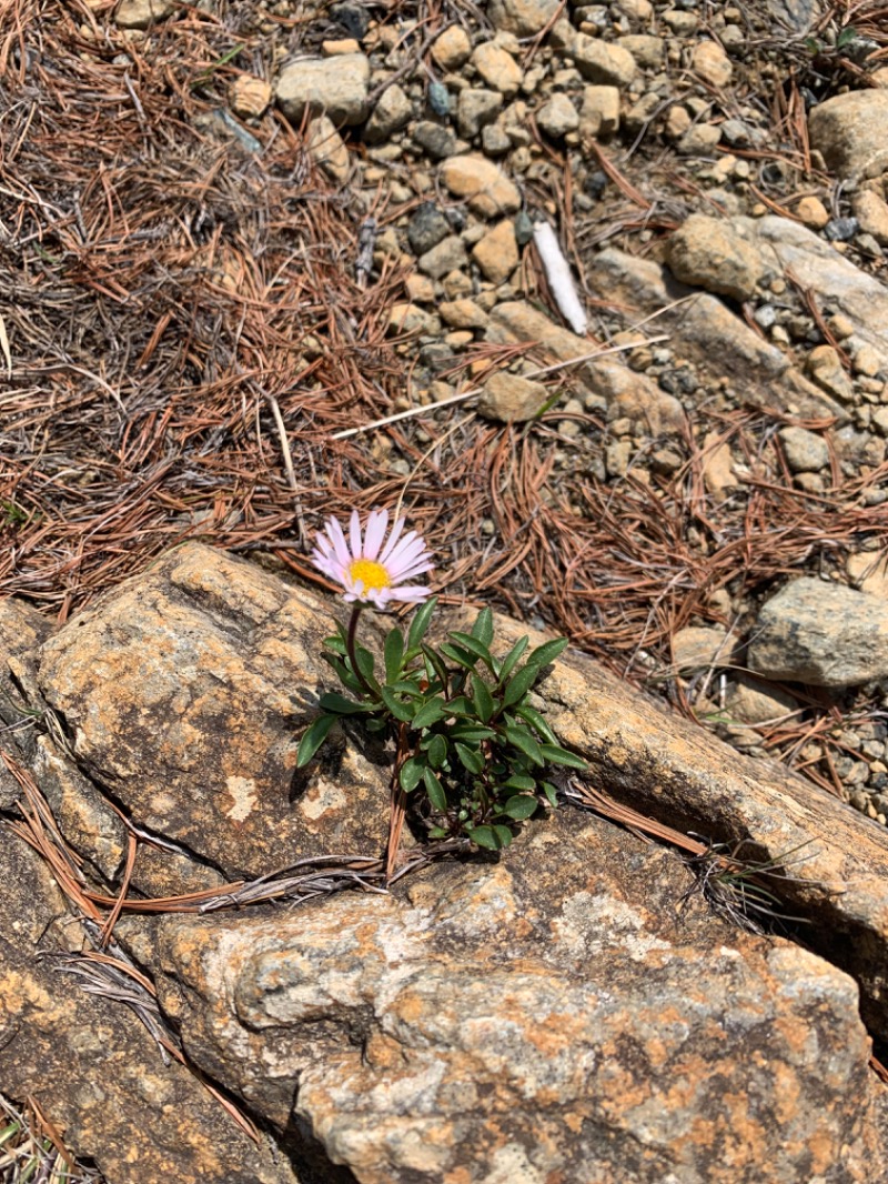 マッソーけいご💪さんのアポイ山荘のサ活写真
