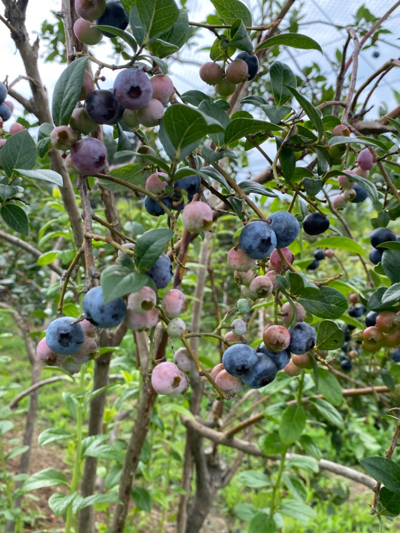 青のすみかさんの仁岸湯のサ活写真