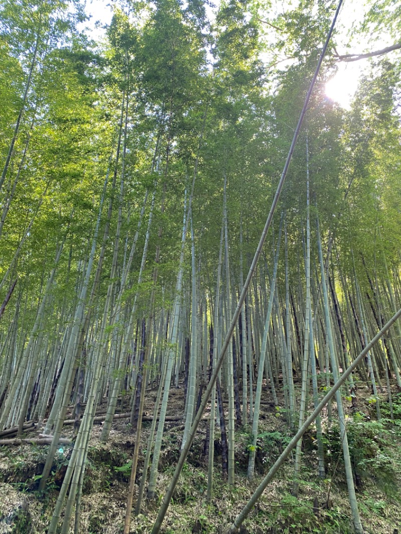 青のすみかさんの滝見苑けんこう村 ごりやくの湯のサ活写真