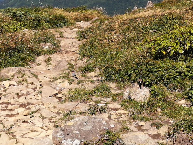 孤高のちゃん丁目㌧トゥ広場で乾杯をさんの網張温泉 ありね山荘のサ活写真