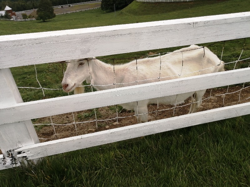 ちゃん丁目の下新屋物語さんのSPA銭湯ゆっこ盛岡のサ活写真