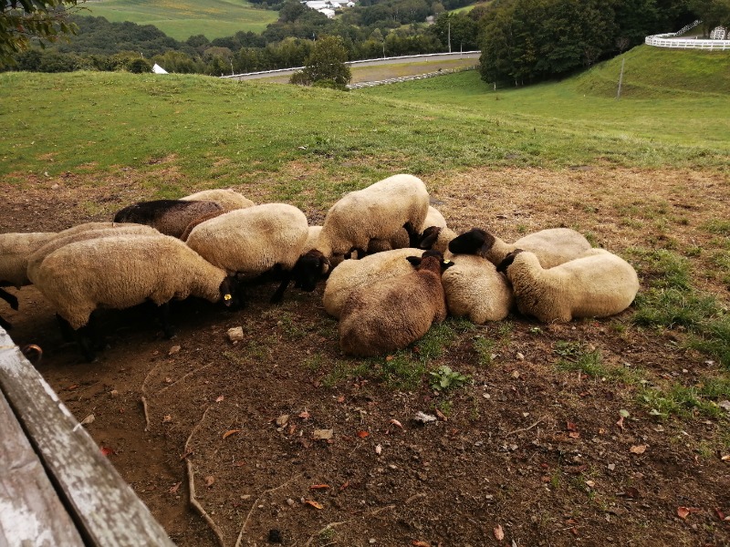ちゃん丁目の下新屋物語さんのSPA銭湯ゆっこ盛岡のサ活写真