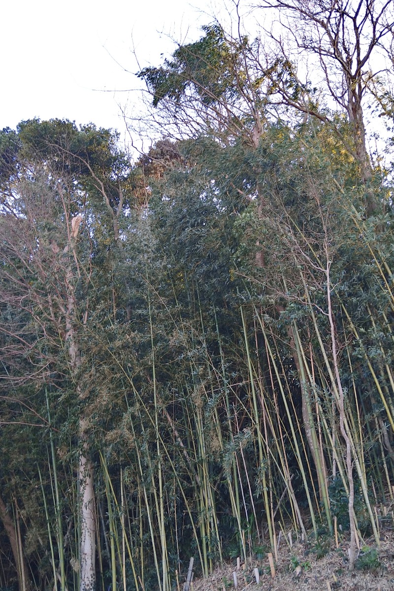 かめたさんの佐倉天然温泉 澄流(すみれ)のサ活写真