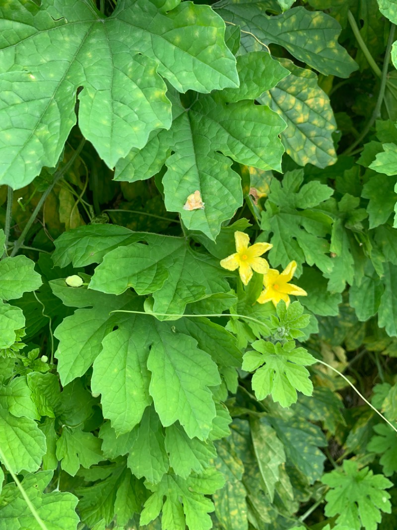 ゆき🍄さんのおふろcafé かりんの湯のサ活写真