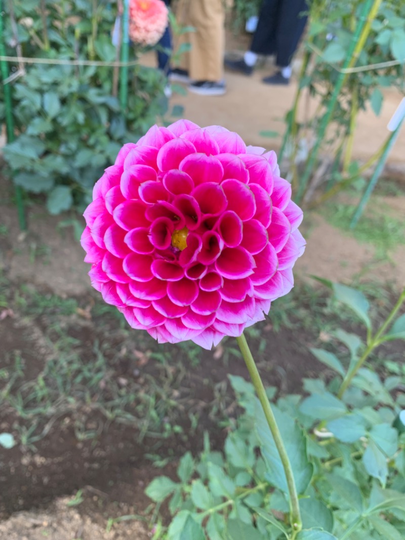 ゆき🍄さんの湯の森 深大湯のサ活写真