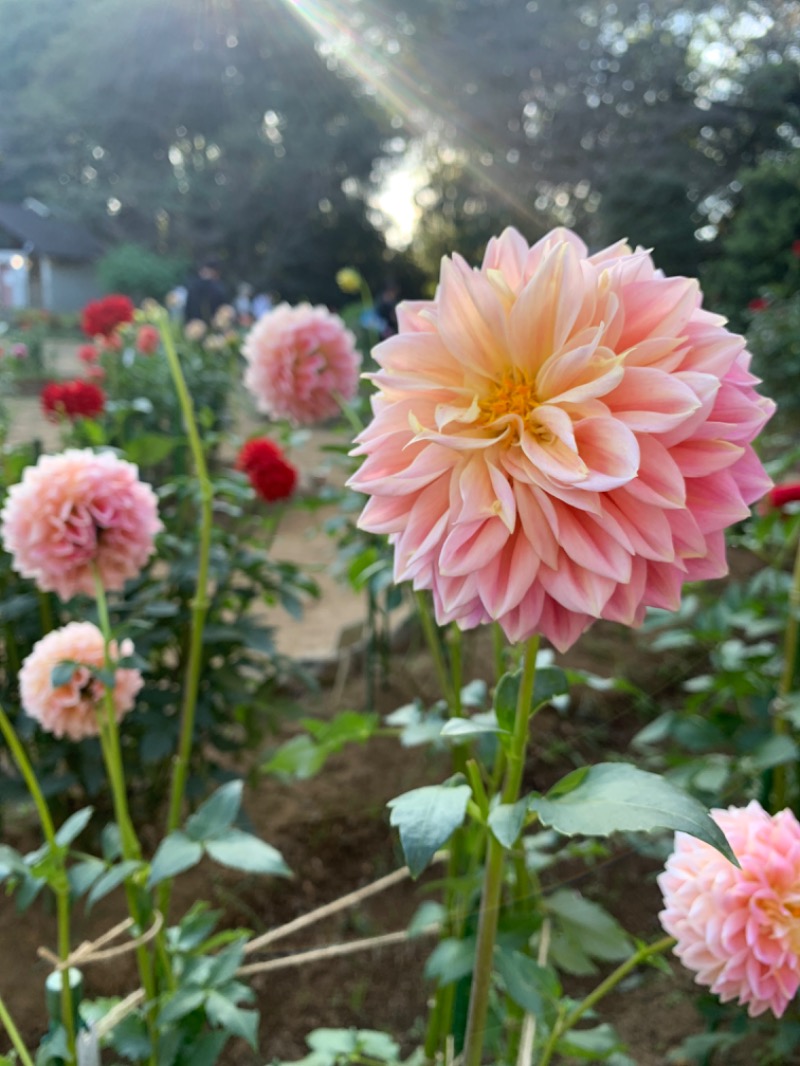 ゆき🍄さんの湯の森 深大湯のサ活写真