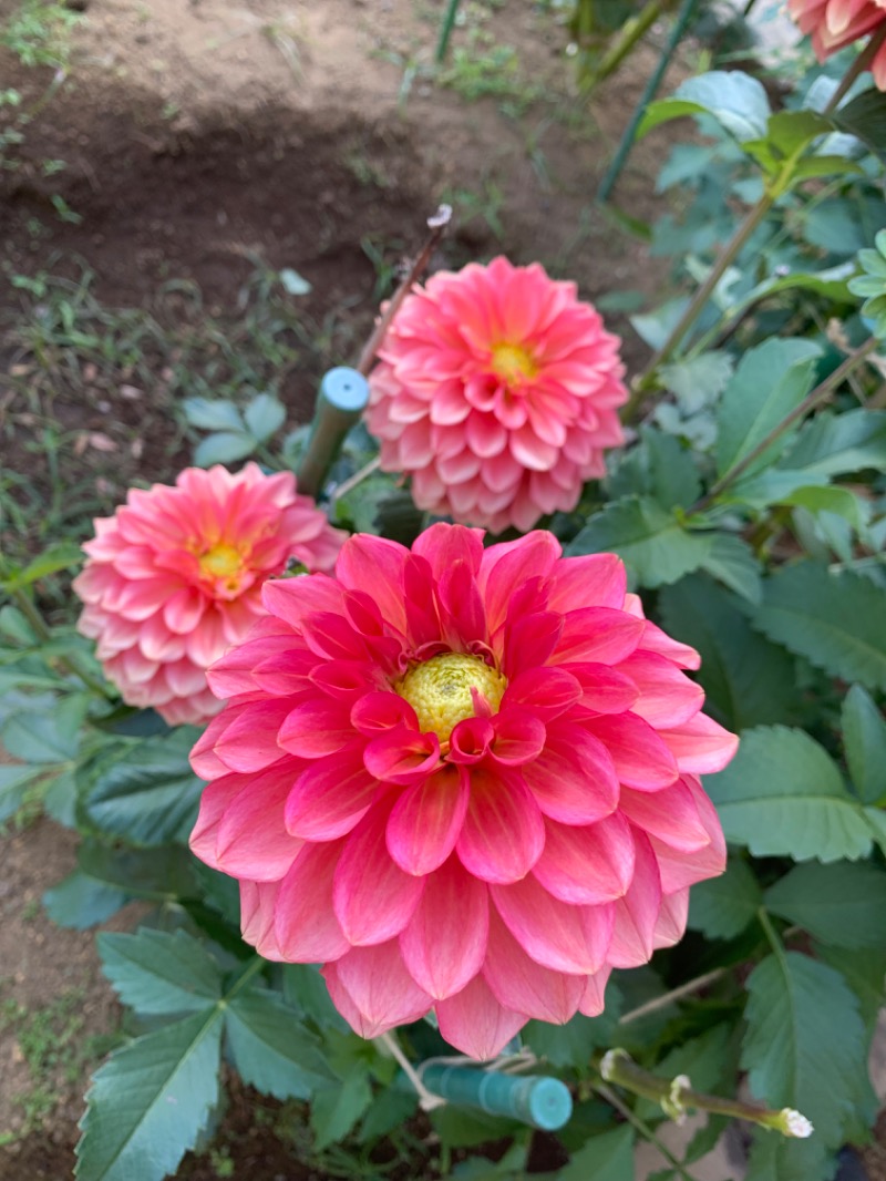 ゆき🍄さんの湯の森 深大湯のサ活写真