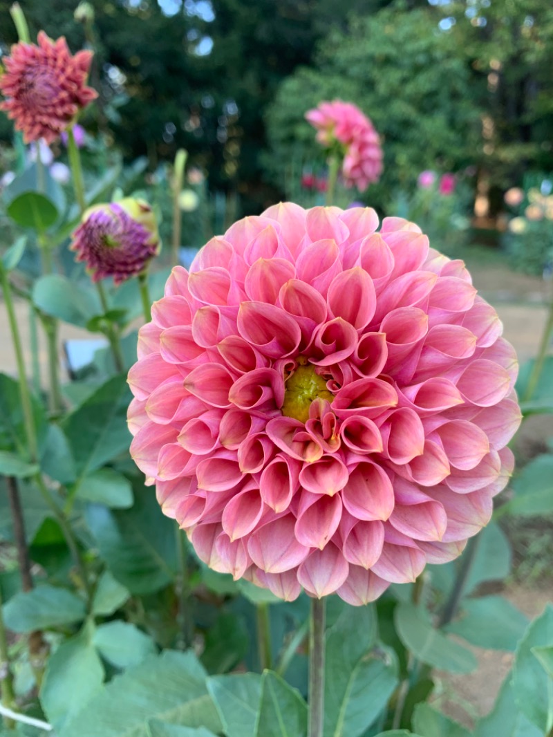 ゆき🍄さんの湯の森 深大湯のサ活写真