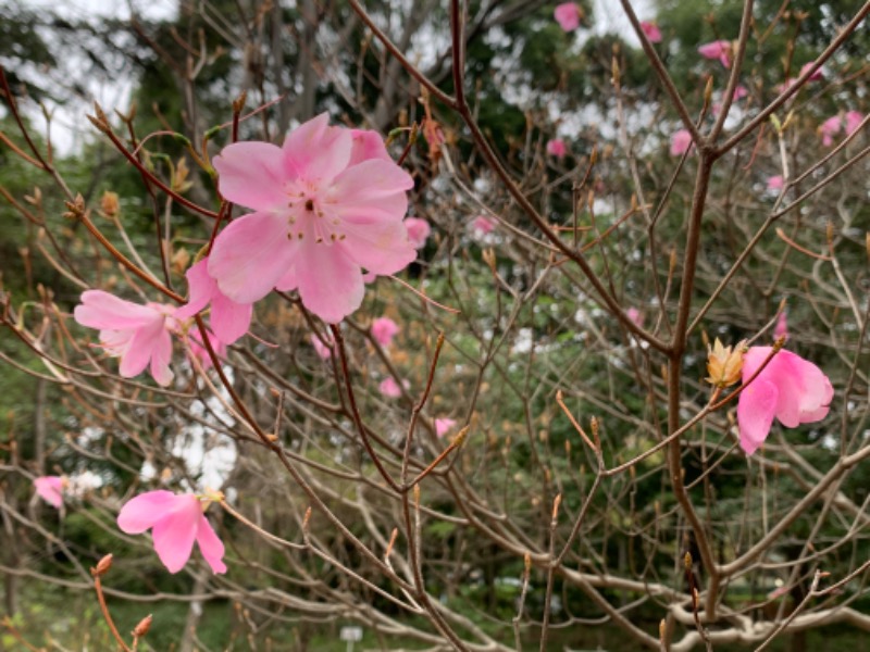 ゆき🍄さんの湯の森 深大湯のサ活写真