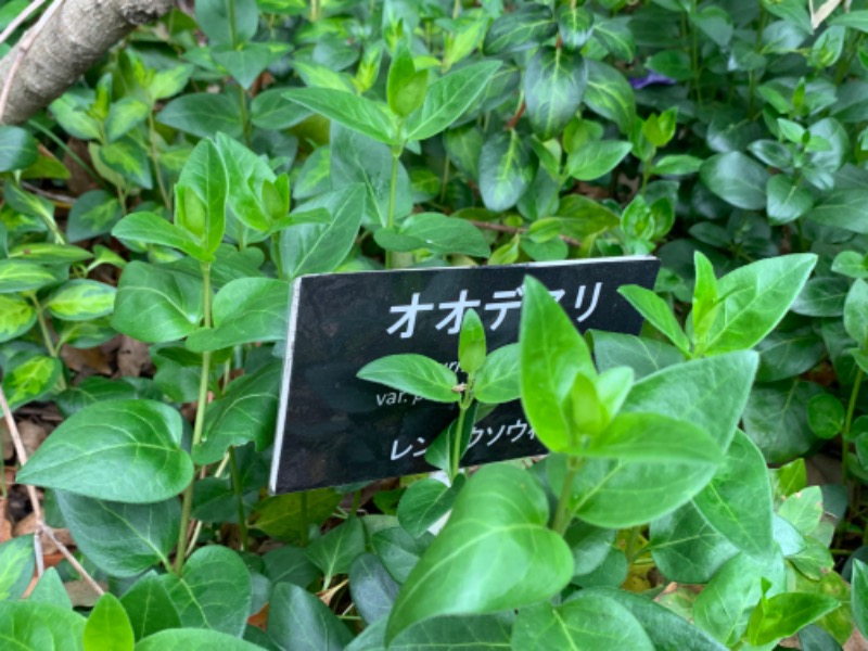 ゆき🍄さんの湯の森 深大湯のサ活写真