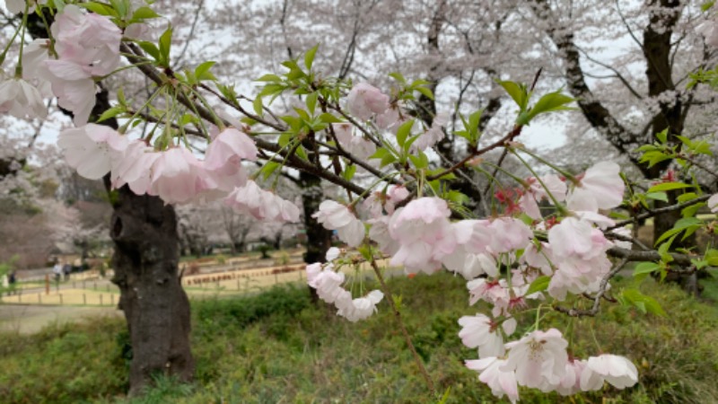 ゆき🍄さんの湯の森 深大湯のサ活写真