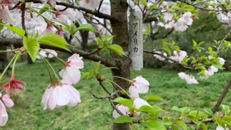 ゆき🍄さんの湯の森 深大湯のサ活写真