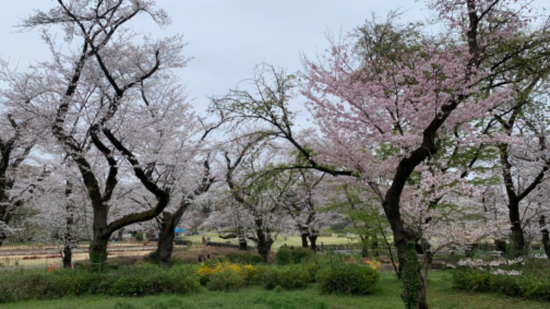 ゆき🍄さんの湯の森 深大湯のサ活写真