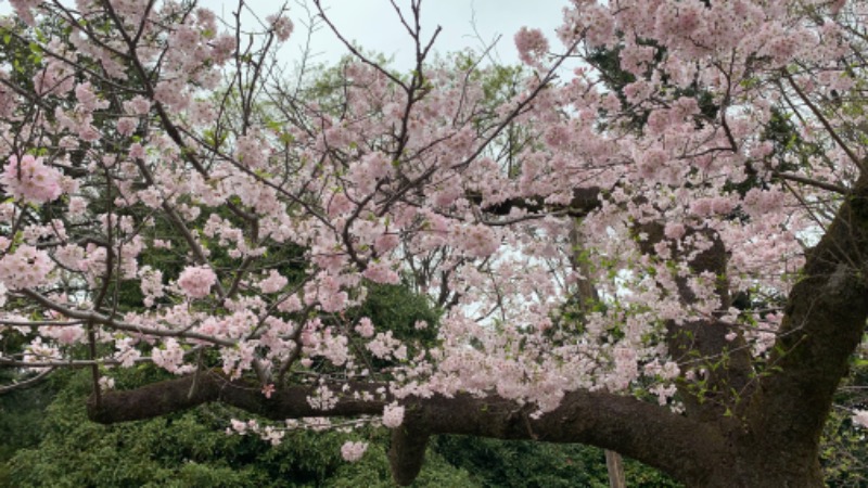 ゆき🍄さんの湯の森 深大湯のサ活写真