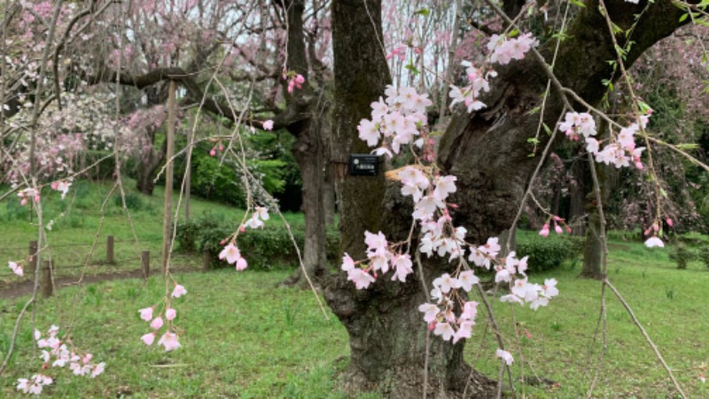 ゆき🍄さんの湯の森 深大湯のサ活写真