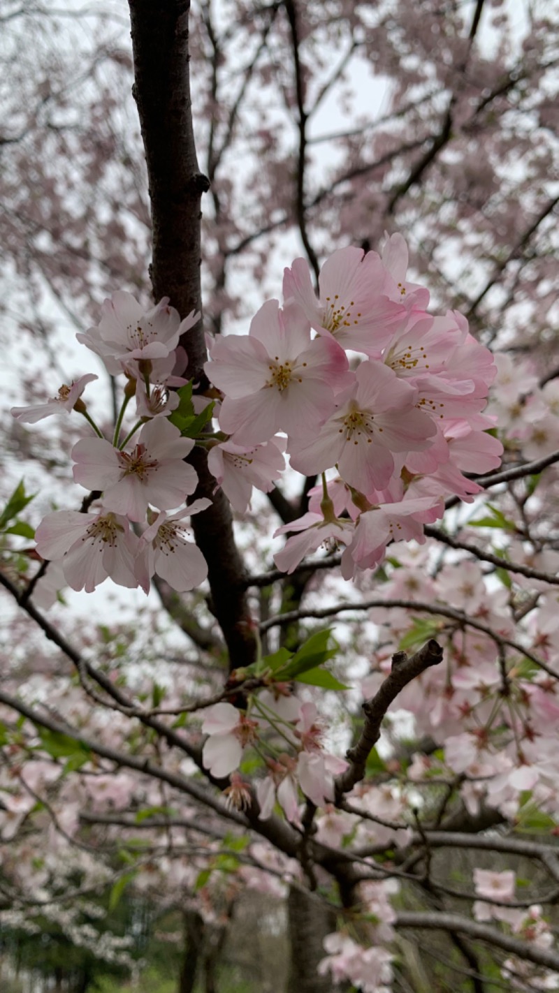 ゆき🍄さんの湯の森 深大湯のサ活写真