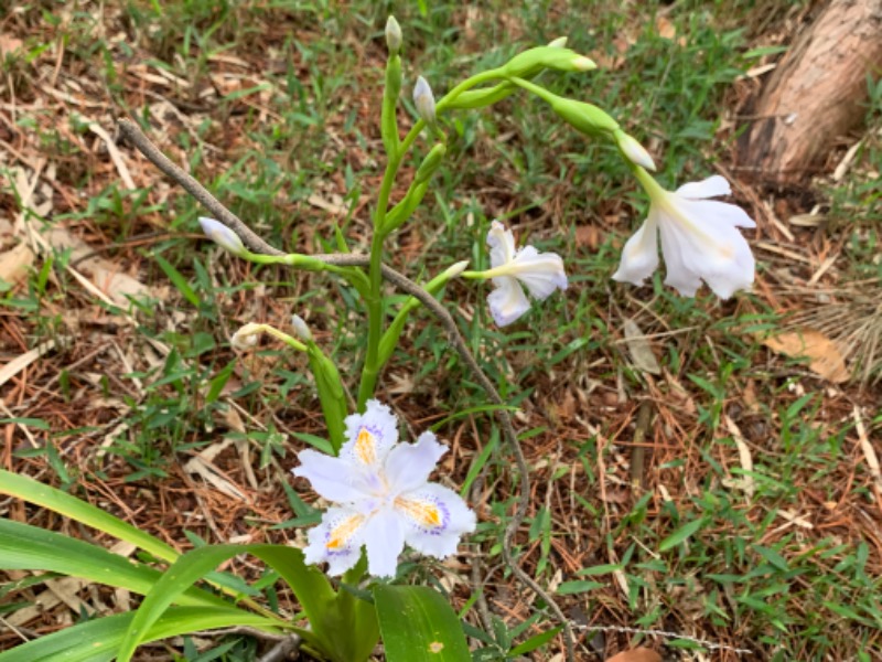 ゆき🍄さんの湯の森 深大湯のサ活写真