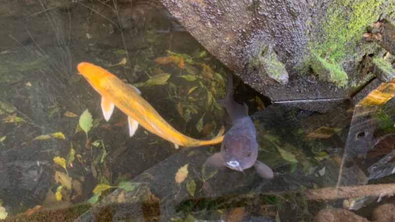 ゆき🍄さんの深大寺天然温泉「湯守の里」のサ活写真