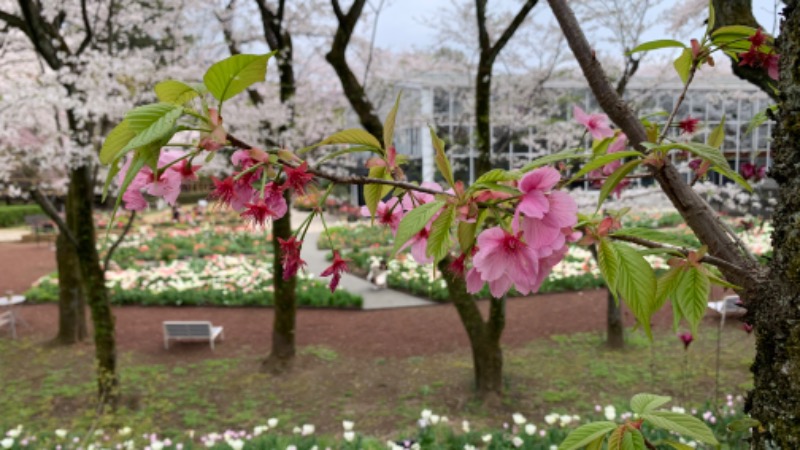 ゆき🍄さんのよみうりランド眺望温泉 花景の湯のサ活写真