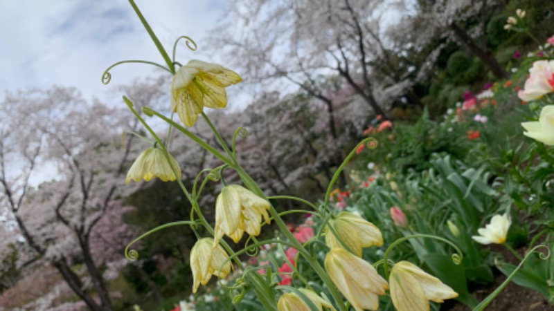 ゆき🍄さんのよみうりランド眺望温泉 花景の湯のサ活写真