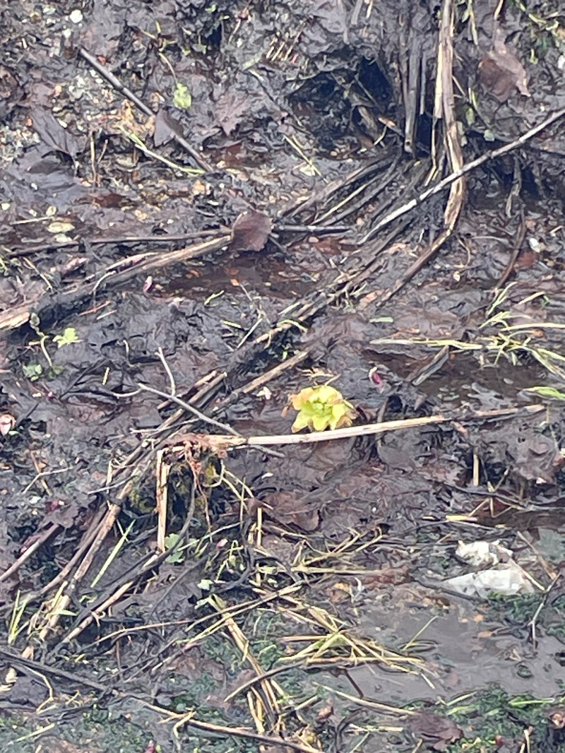 レラさんの芦別温泉 おふろcafé 星遊館 (芦別温泉スターライトホテル)のサ活写真