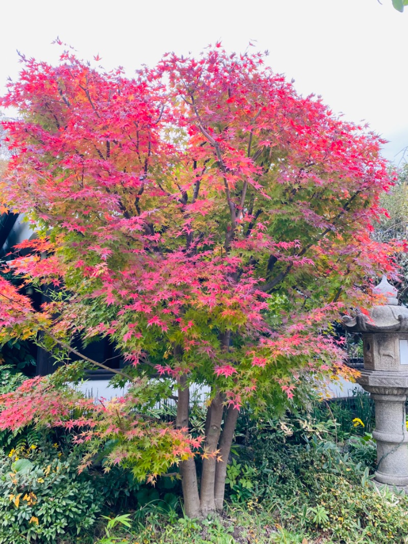 kit🌳森の爆風戦士さんの多摩境天然温泉 森乃彩のサ活写真