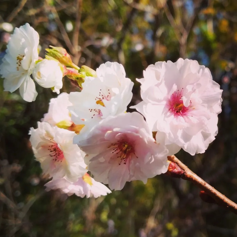 381さんのゆ～ゆうランド・花椿のサ活写真