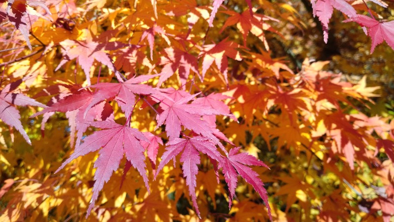 381さんのゆ～ゆうランド・花椿のサ活写真