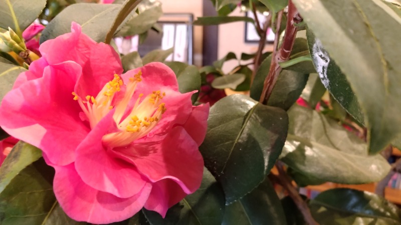 381さんのゆ～ゆうランド・花椿のサ活写真