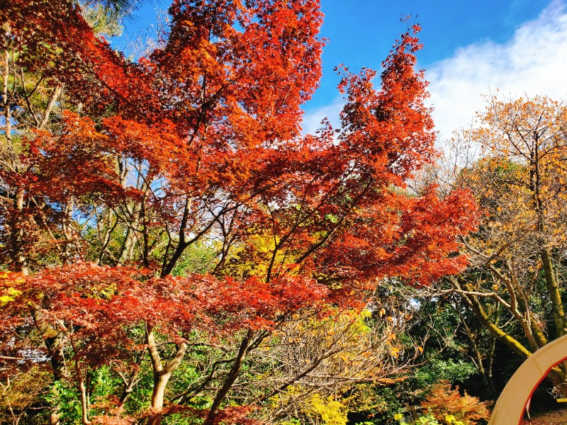 Yokufukuさんのフォレスト･イン 昭和館のサ活写真