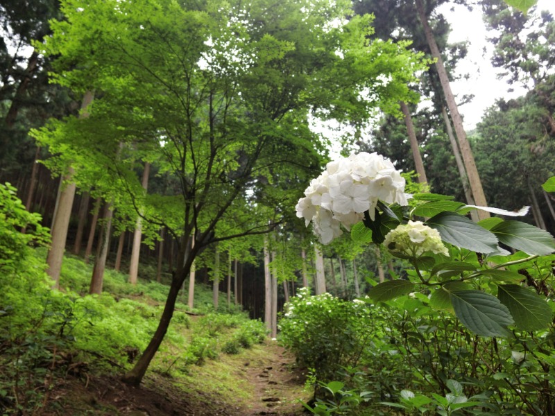 温泉登山トラベラーさんの昭島温泉 湯楽の里のサ活写真