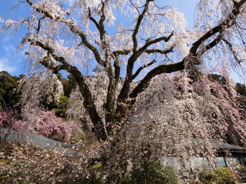 温泉登山トラベラーさんの湯殿館のサ活写真