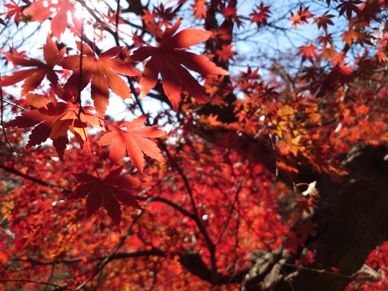 温泉登山トラベラーさんのCOCOFURO たかの湯のサ活写真