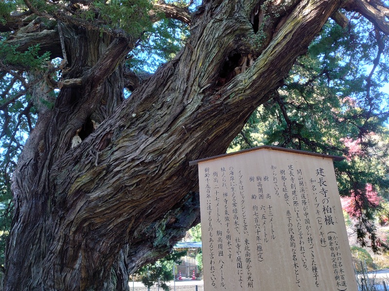 温泉登山トラベラーさんのCOCOFURO たかの湯のサ活写真