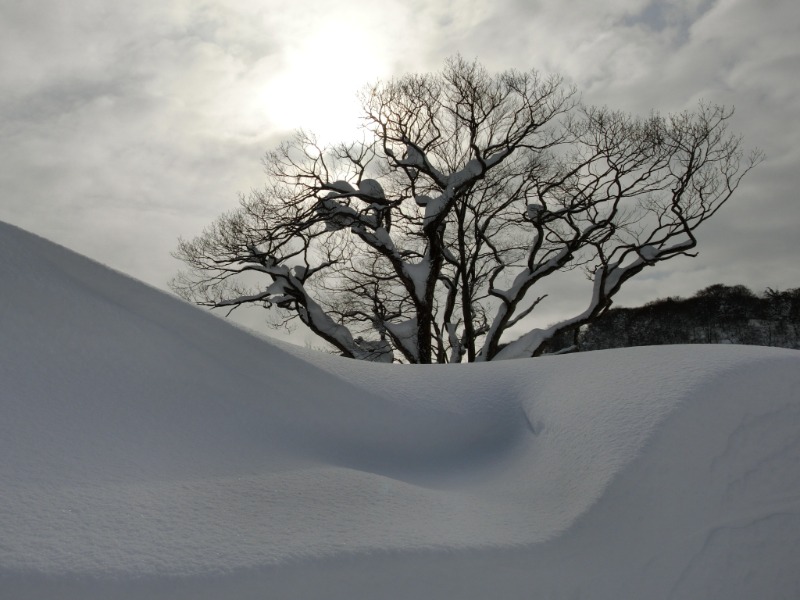 温泉登山トラベラーさんの後生掛温泉のサ活写真