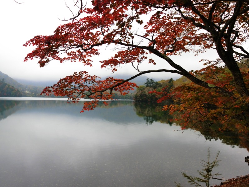 温泉登山トラベラーさんのTAOYA 日光霧降のサ活写真