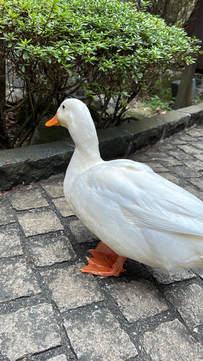 そば(温かくないやつ)さんの箱根湯本温泉 天成園のサ活写真