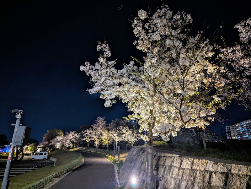 ビギナーたつおさんの桜湯のサ活写真