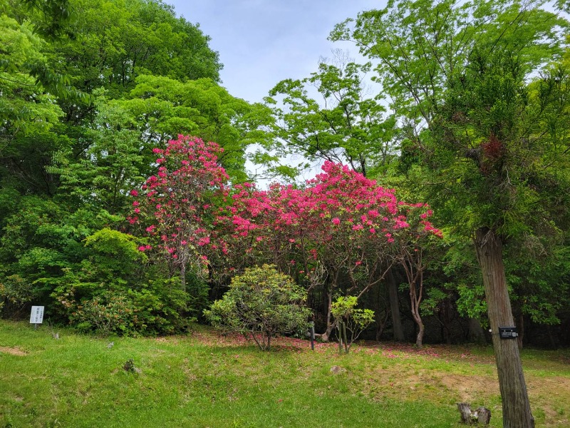 ビギナーたつおさんの大津温泉 おふろcaféびわこ座のサ活写真