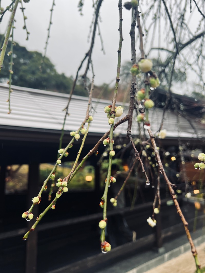 ちくわさんの箱根湯寮のサ活写真