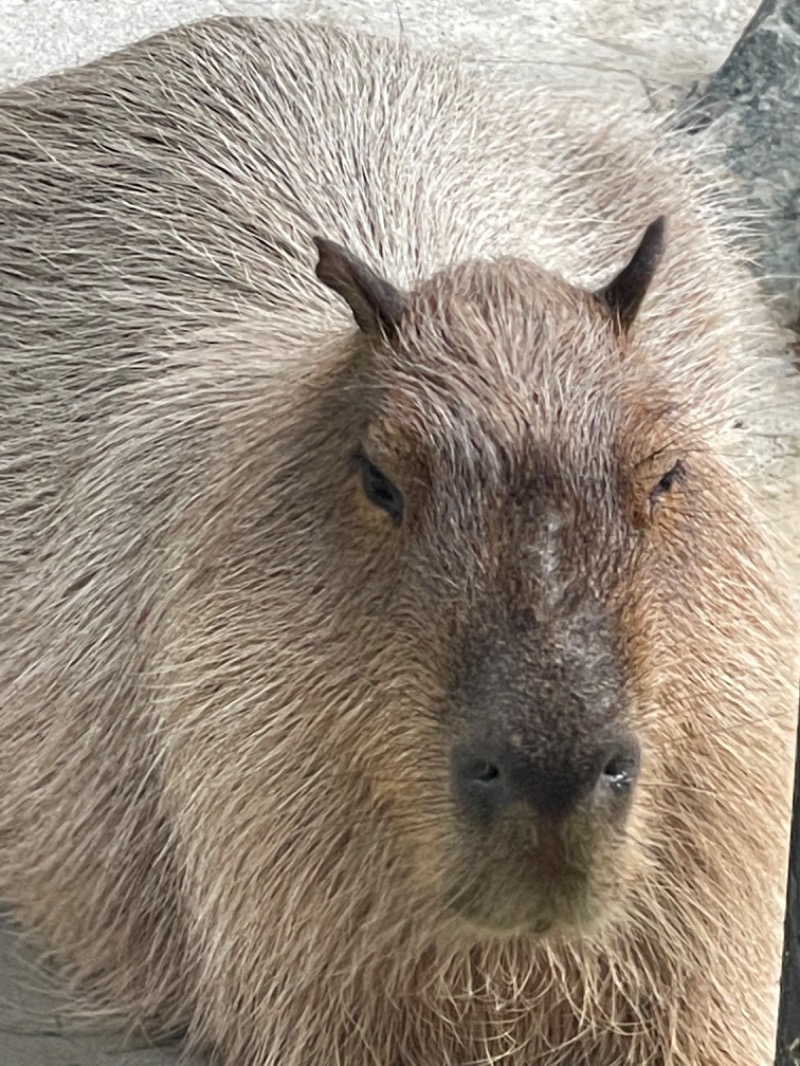 ヒビヨシさんの石狩天然温泉 番屋の湯のサ活写真