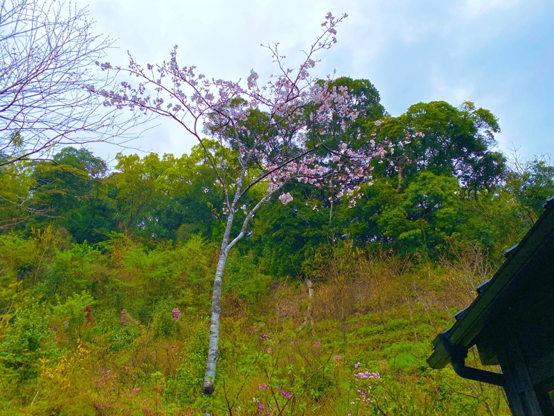 麓水さんの薩摩黒温泉 山華のサ活写真