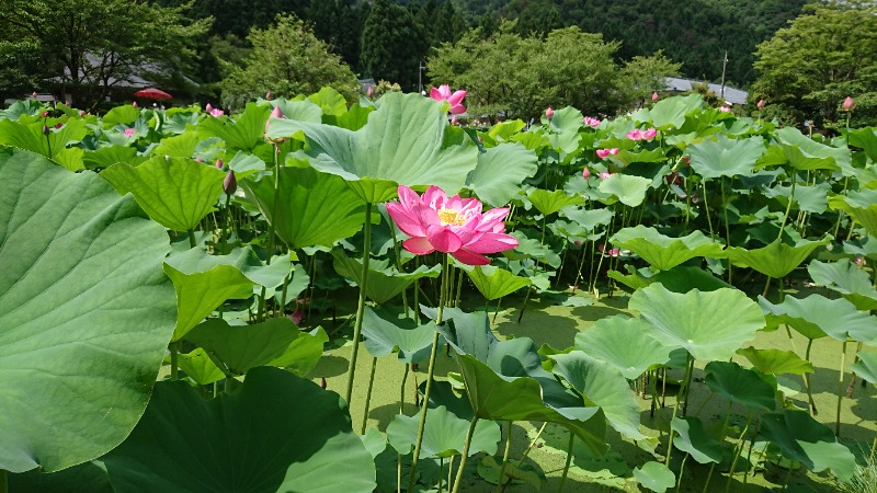 湯徒さんの花はす温泉 そまやまのサ活写真