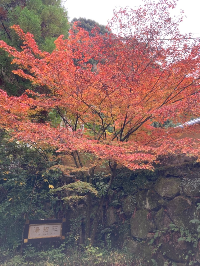 でこぽんさんの湯泉郷 温泉館 湯招花のサ活写真